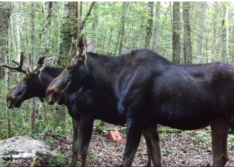 chasse-2025-21.png