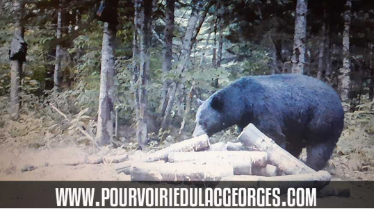 Pourvoirie du Lac Georges is at the heart of the great forest of the Upper Laurentians. Every year, people come from all regions to meet for fishing, hunting or just anything