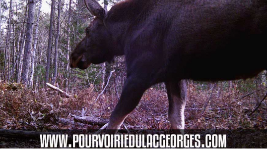 Pourvoirie du Lac Georges is at the heart of the great forest of the Upper Laurentians. Every year, people come from all regions to meet for fishing, hunting or just anything