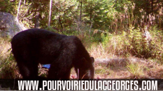 Pourvoirie du Lac Georges est au cœur de la grande forêt des Hautes-Laurentides. Chaque année, des gens en provenance de toutes les régions s’y donnent rendez-vous pour la pêche, la chasse ou tout simpl